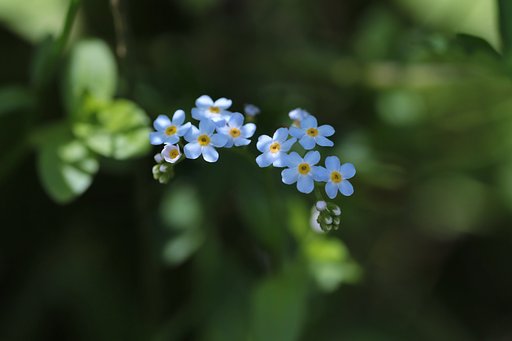 Forget-me-not