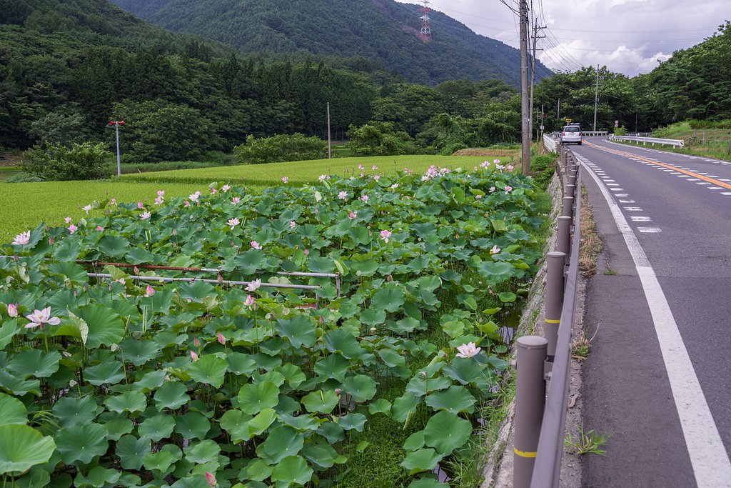 お盆の花