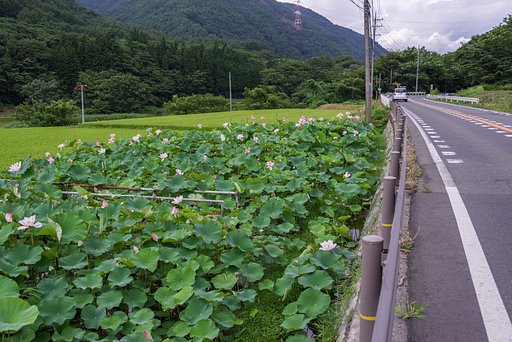 お盆の花