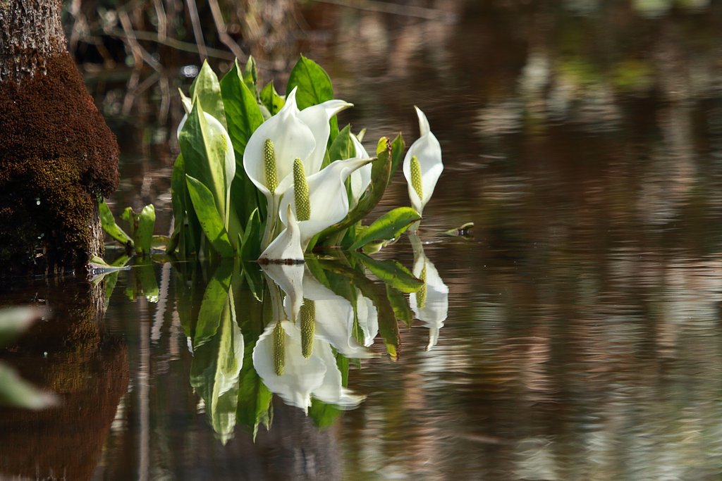 水面の水芭蕉