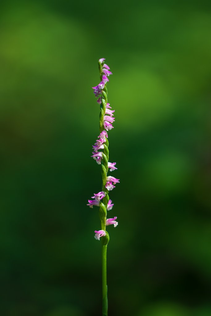 EF180mm F3.5 L MACRO