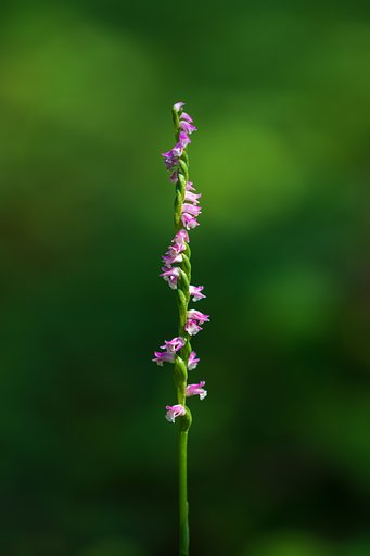 EF180mm F3.5 L MACRO
