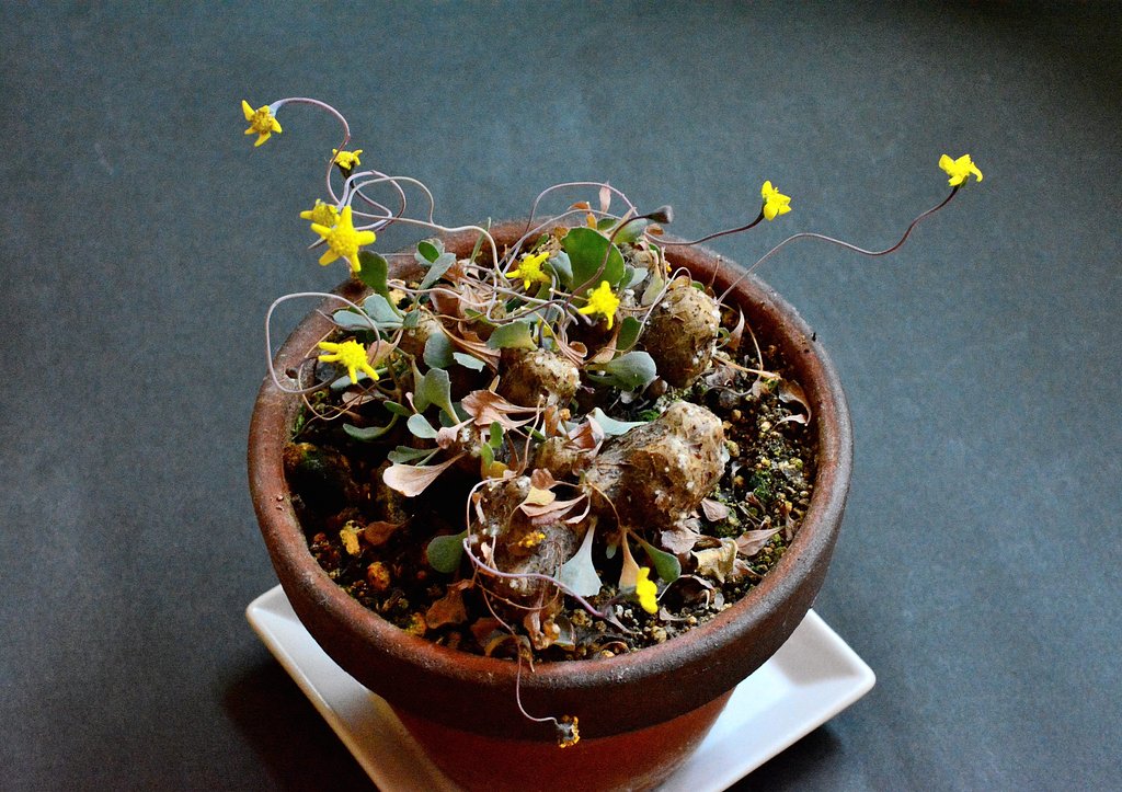 キク科の多肉植物