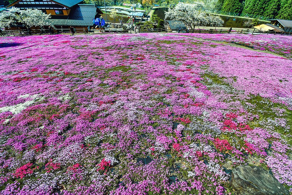 【桜花】国田家の芝桜 2