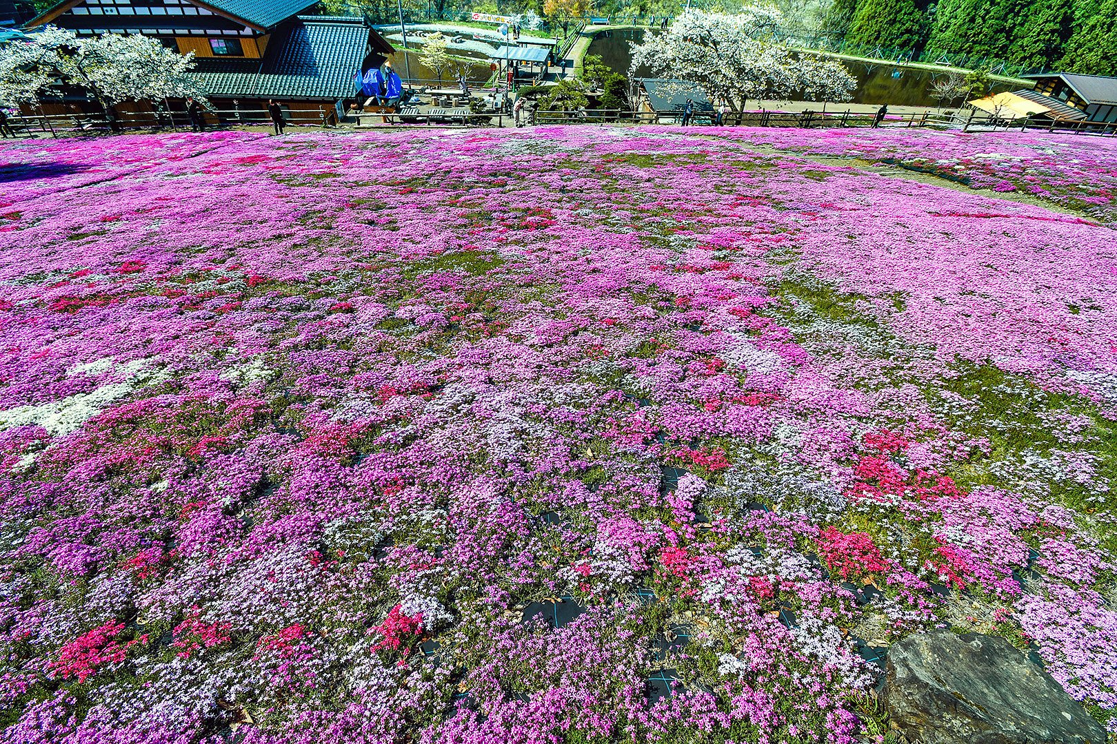 【桜花】国田家の芝桜 2