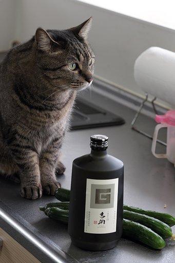 猫と芋焼酎と胡瓜
