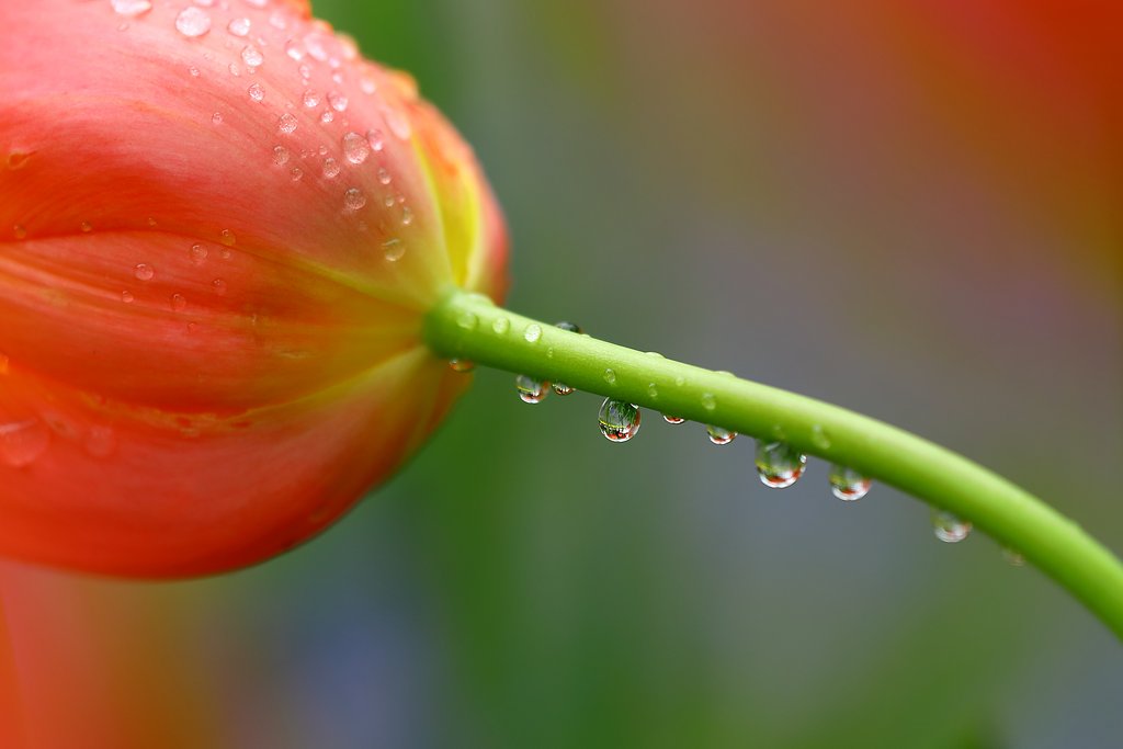 雨後の花