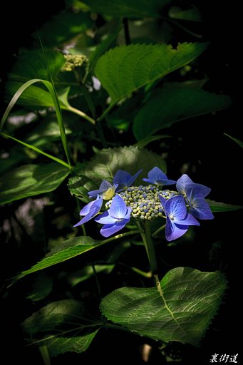 出雲の紫陽花