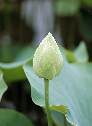 白