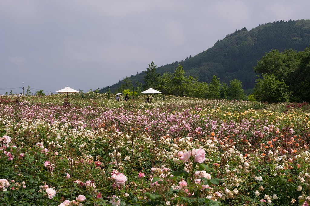 薔薇園