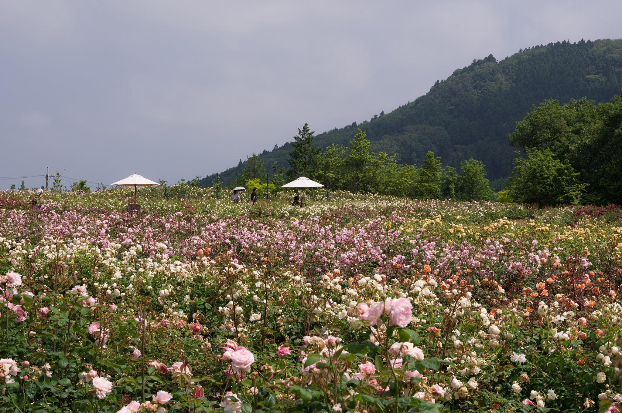 薔薇園