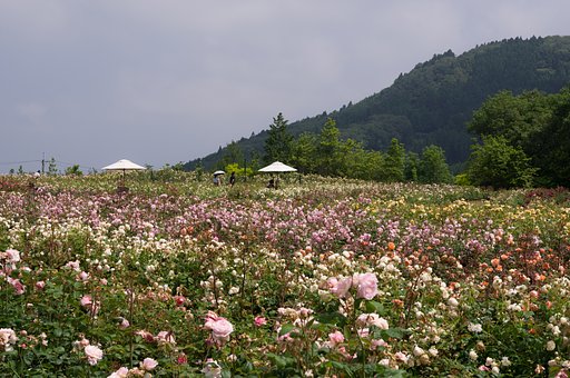 薔薇園