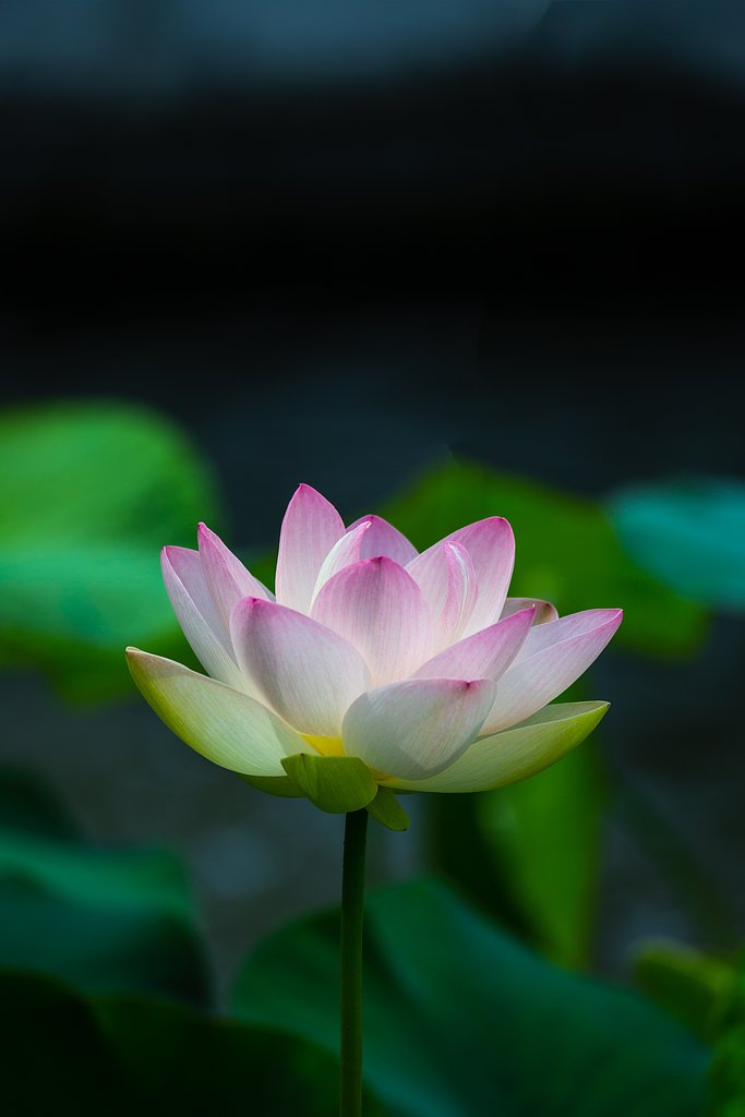 EF100-400mm F4.5-5.6 L IS