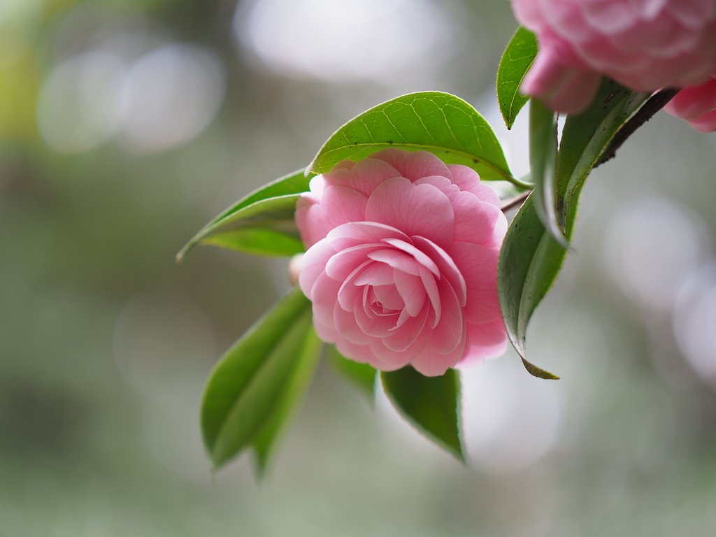 ◎Pana-LEICA DG NOCTICRON 42.5mm/F1.2 ASPH.