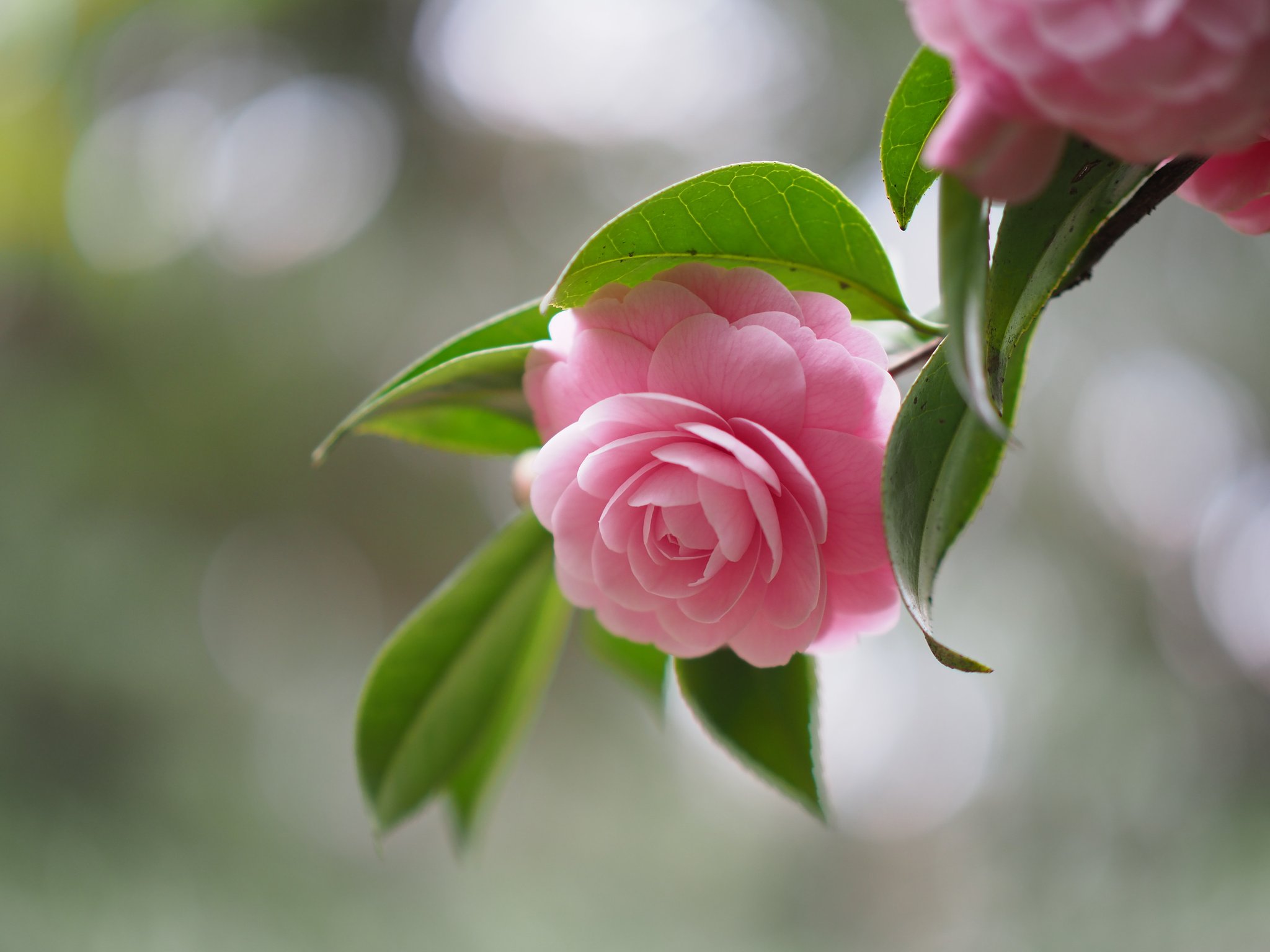 ◎Pana-LEICA DG NOCTICRON 42.5mm/F1.2 ASPH.