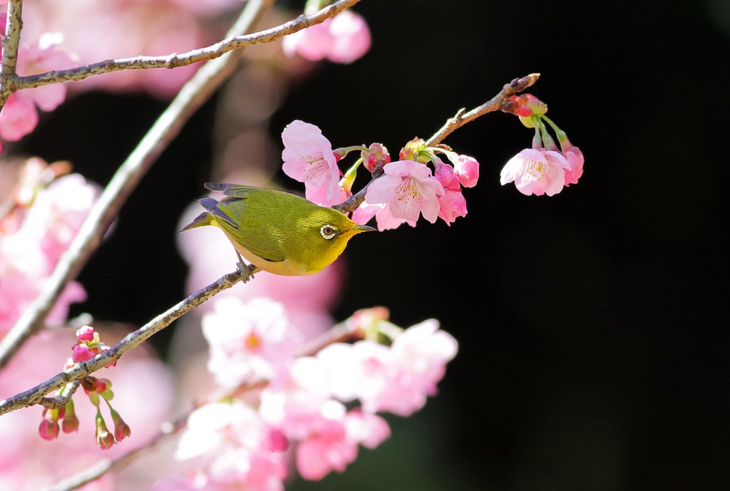 桜ジロー