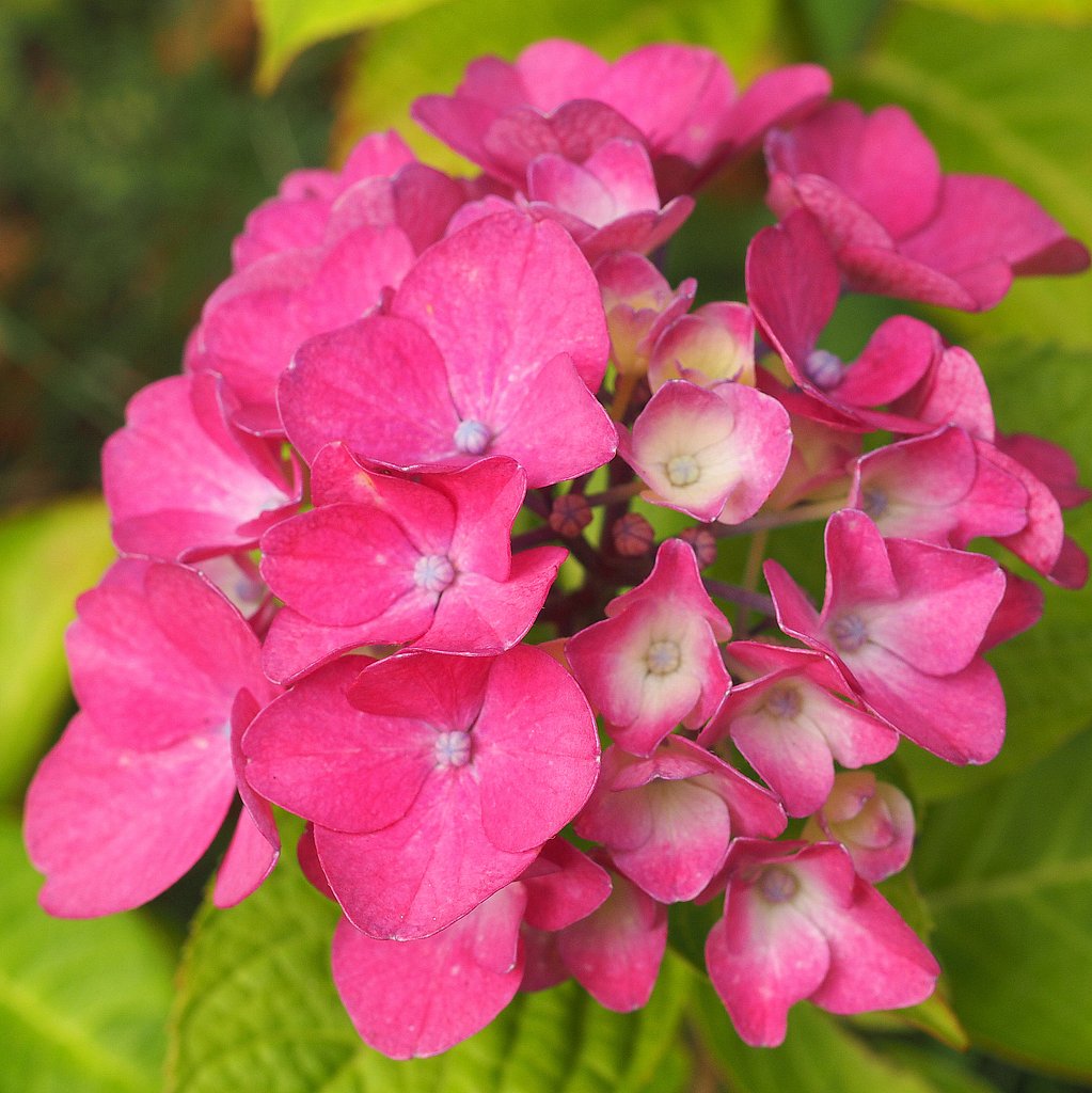 【初夏】　赤い紫陽花　