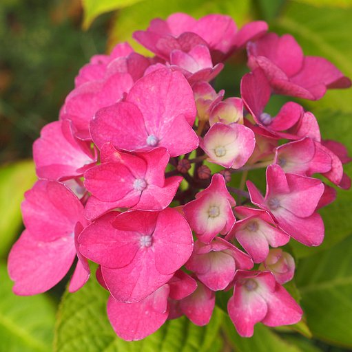 【初夏】　赤い紫陽花　