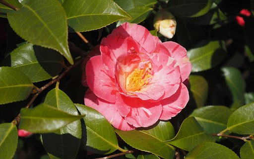 山茶花　赤