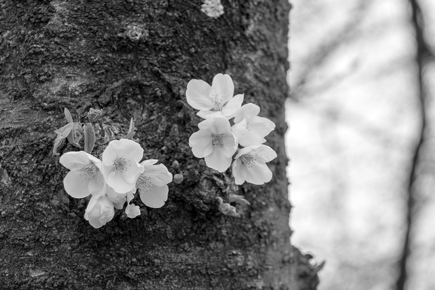 桜花びら