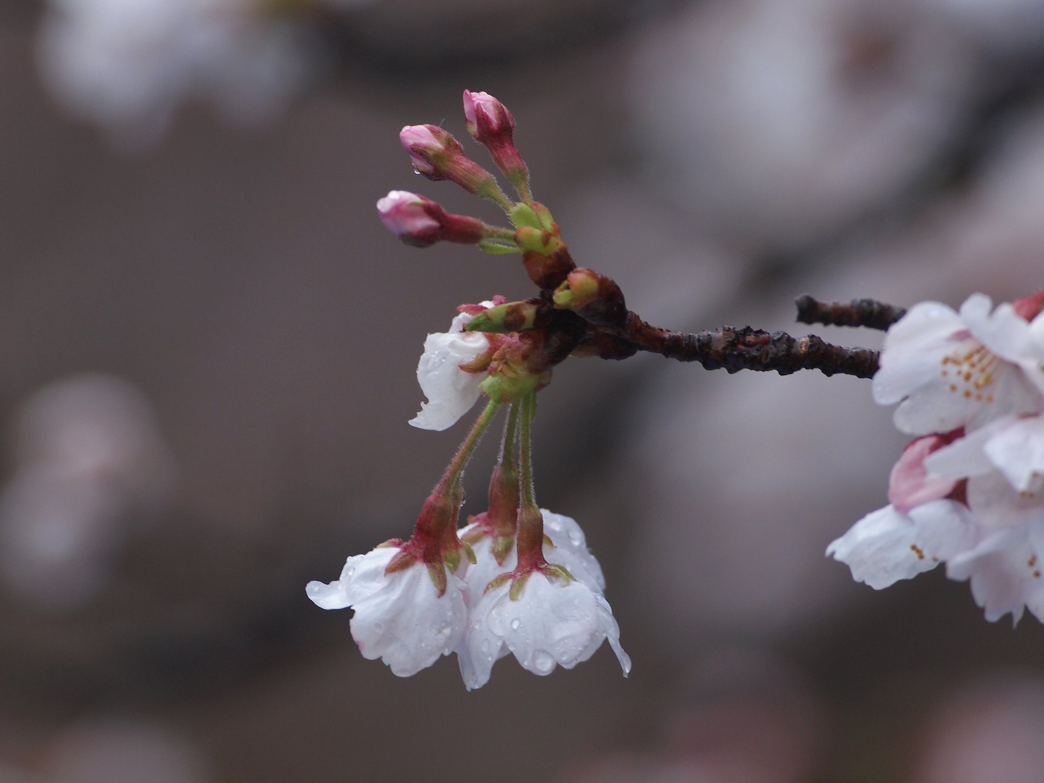 雨の三花三蕾
