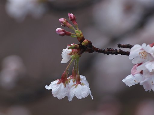 雨の三花三蕾