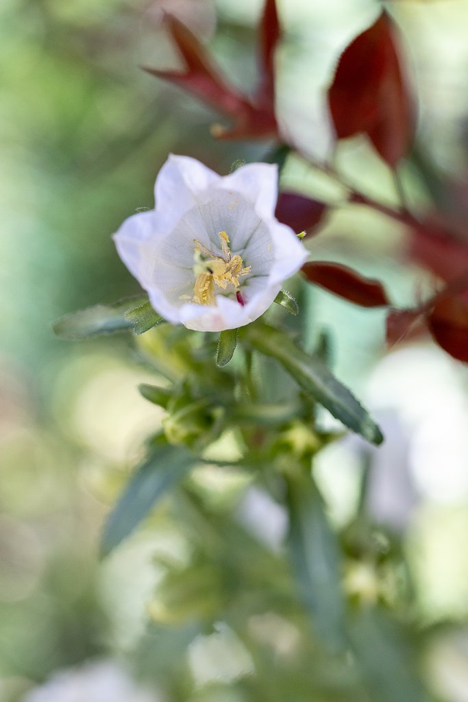 EF100mm f/2.8L Macro IS USM