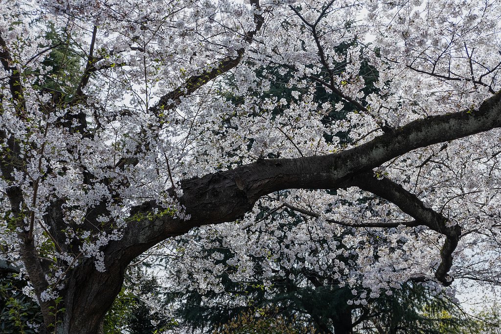 EF24-70mm f/4L IS USM