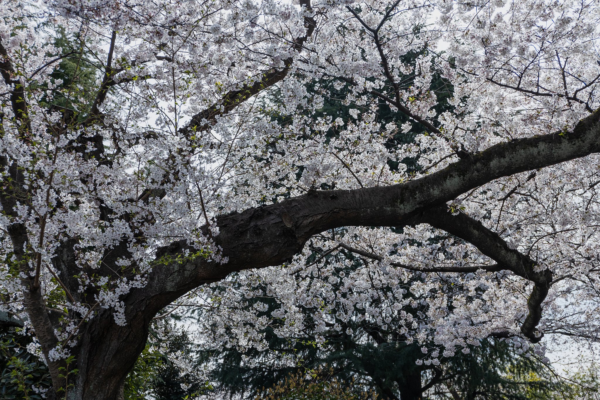 EF24-70mm f/4L IS USM