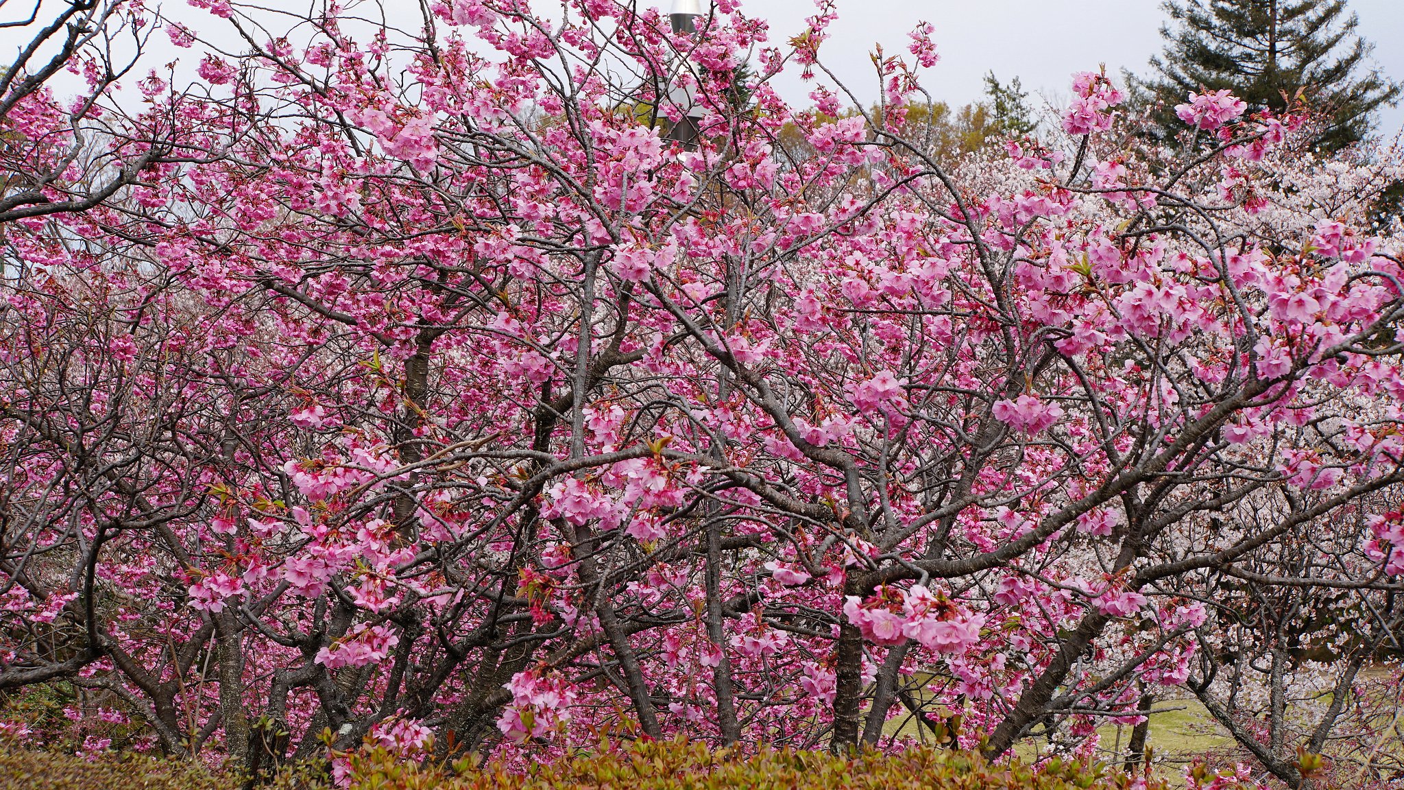 彼岸桜