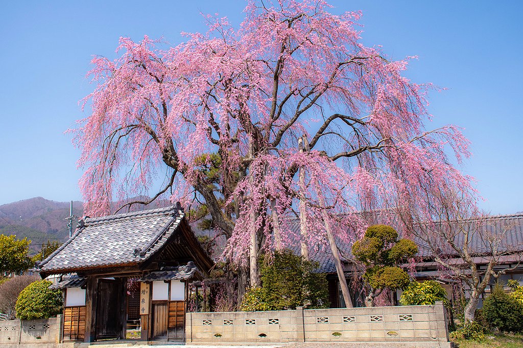 しだれ桜遠目からは見頃