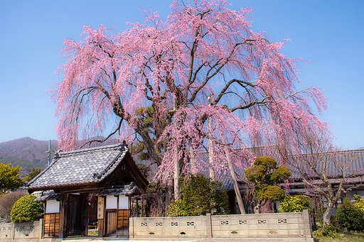 しだれ桜遠目からは見頃