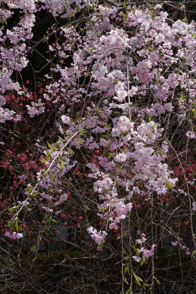 枝垂桜