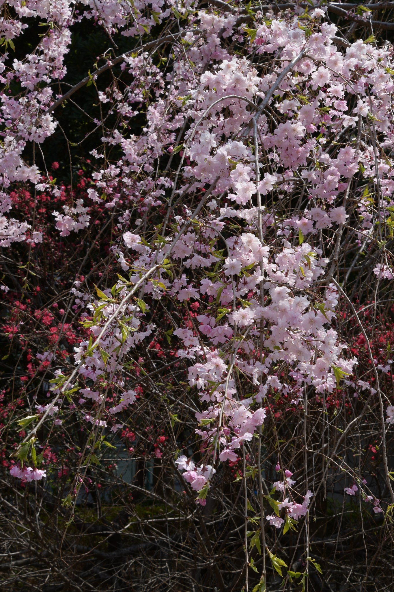 枝垂桜
