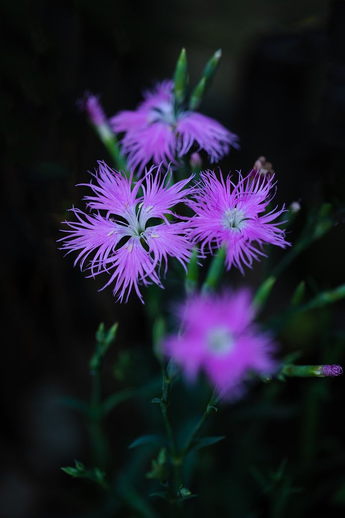 EF100mm F2.8 L IS MACRO