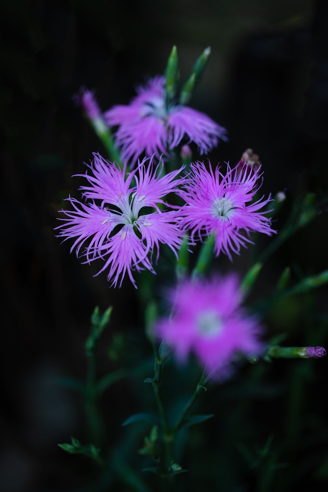 EF100mm F2.8 L IS MACRO