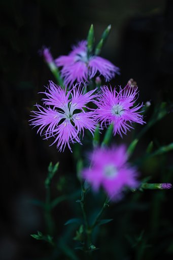 EF100mm F2.8 L IS MACRO