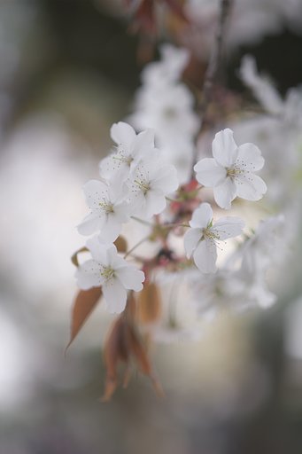 Milvus 50mm