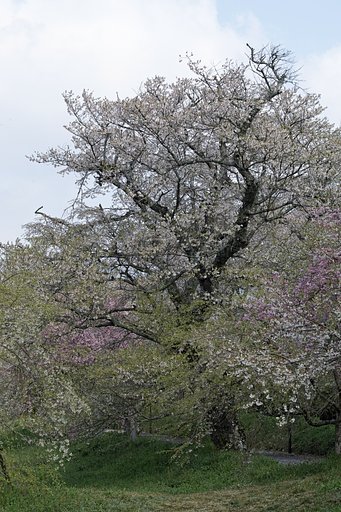 桜
