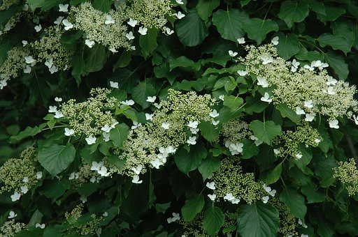 苔の洞門の入り口に咲いていた花