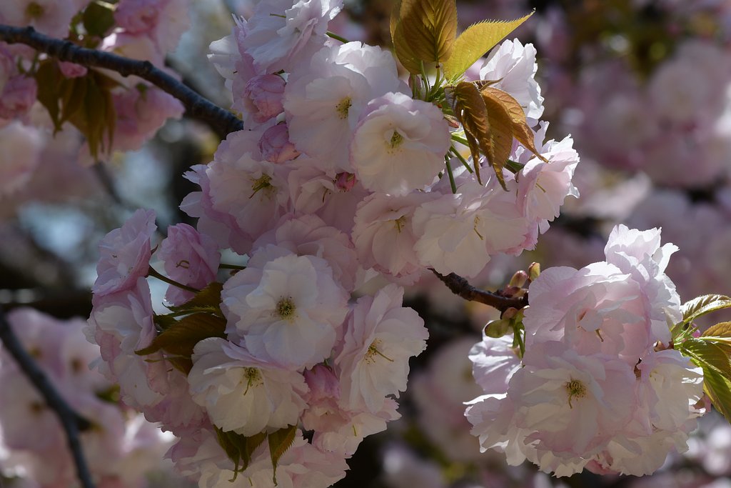 八重桜