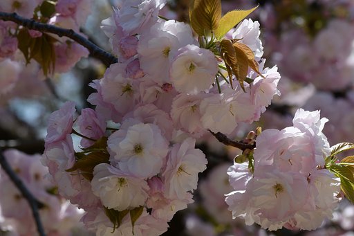 八重桜