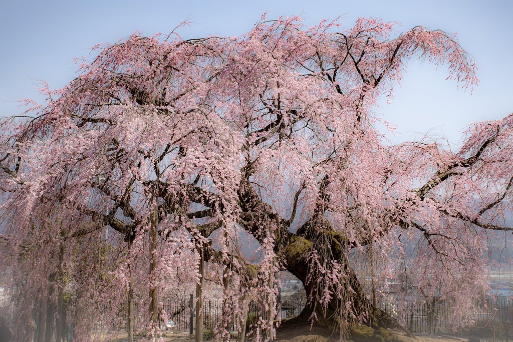 【花のある風景】舞台桜
