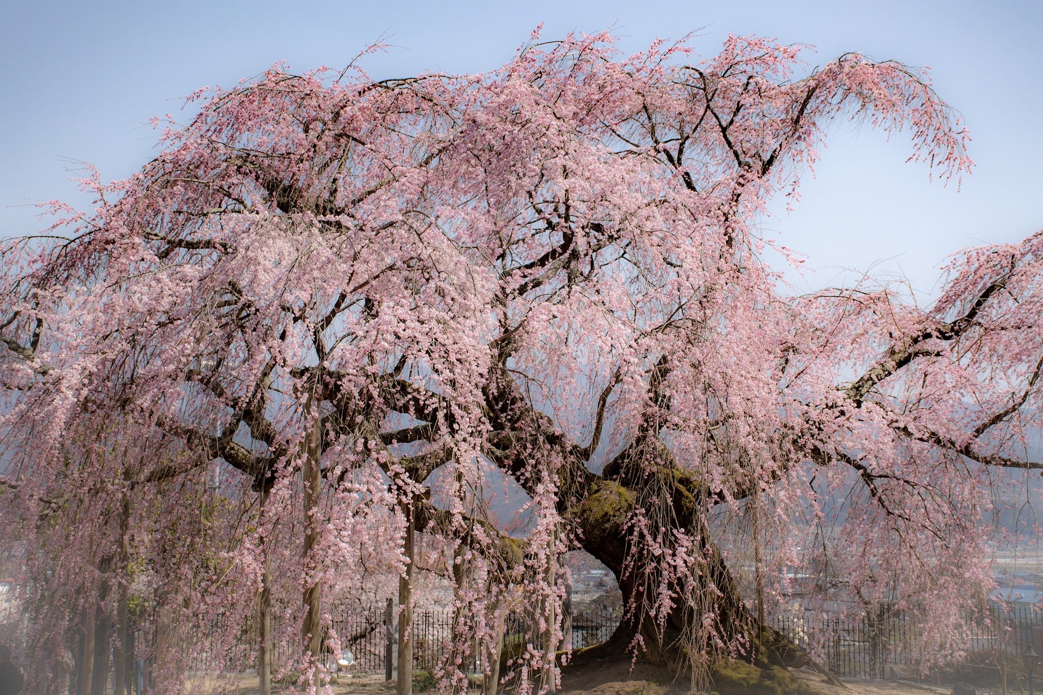 【花のある風景】舞台桜