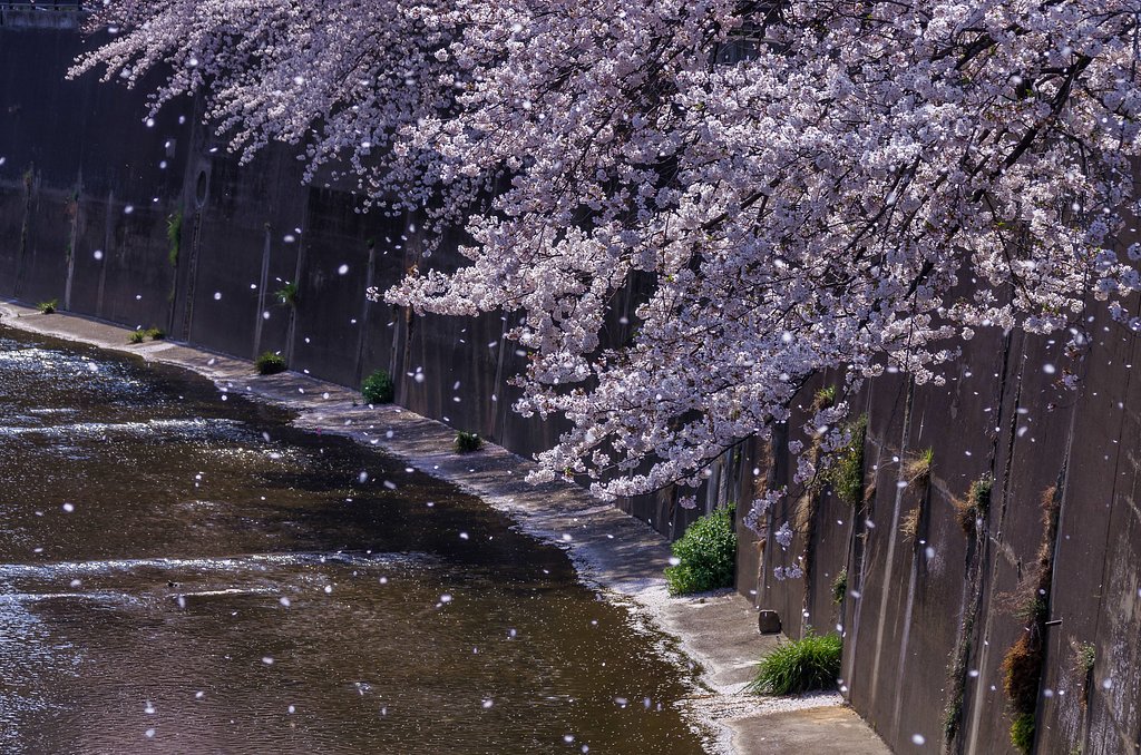 桜舞う