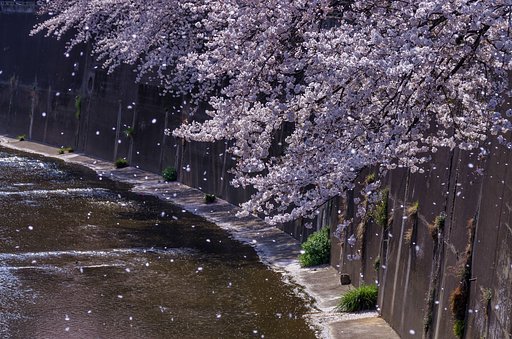 桜舞う