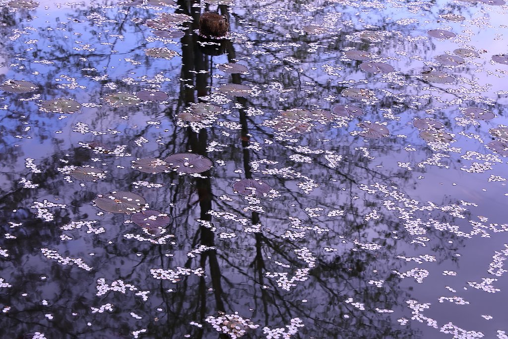 さくら・サクラ