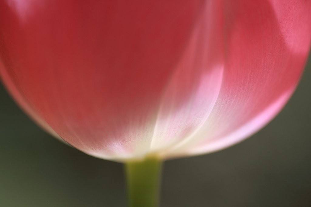道端の花