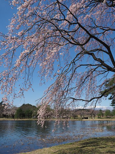 いにしえの桜