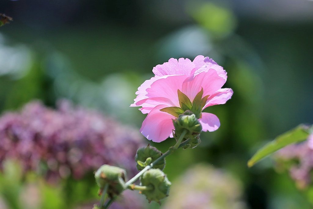 夏の陽
